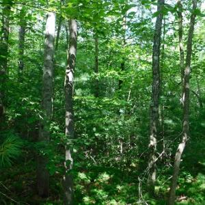 Photo #31 of SOLD property in Off Taylor View Road, Patrick Springs, VA 21.0 acres