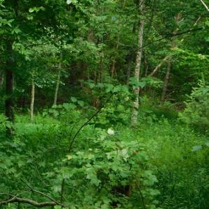 Photo #35 of SOLD property in Off Taylor View Road, Patrick Springs, VA 21.0 acres