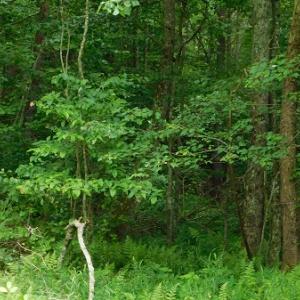 Photo #36 of SOLD property in Off Taylor View Road, Patrick Springs, VA 21.0 acres