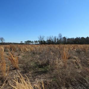 Photo #3 of SOLD property in Off Highway 130 Bypass, Fairmont, NC 10.3 acres