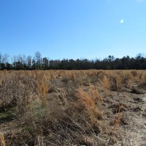 Photo #5 of SOLD property in Off Highway 130 Bypass, Fairmont, NC 10.3 acres