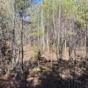 Photo #12 of SOLD property in Off Little Mill Road, Jarratt, VA 30.0 acres