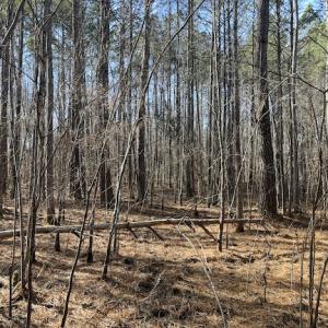Photo #13 of SOLD property in Off Little Mill Road, Jarratt, VA 30.0 acres