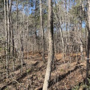 Photo #14 of SOLD property in Off Little Mill Road, Jarratt, VA 30.0 acres