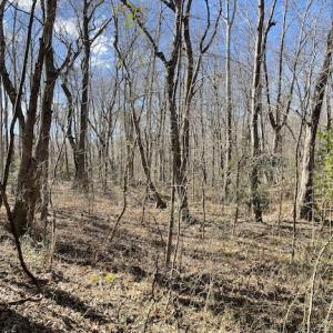 Photo #15 of SOLD property in Off Little Mill Road, Jarratt, VA 30.0 acres