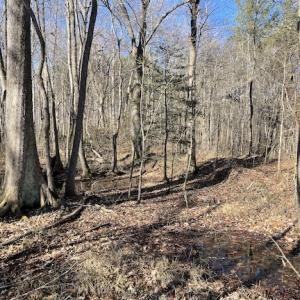 Photo #16 of SOLD property in Off Little Mill Road, Jarratt, VA 30.0 acres