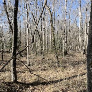 Photo #17 of SOLD property in Off Little Mill Road, Jarratt, VA 30.0 acres