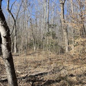 Photo #20 of SOLD property in Off Little Mill Road, Jarratt, VA 30.0 acres