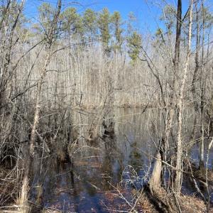 Photo #23 of SOLD property in Off Little Mill Road, Jarratt, VA 30.0 acres