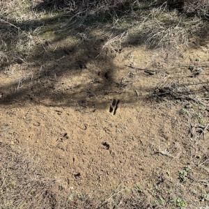 Photo #6 of SOLD property in Off Little Mill Road, Jarratt, VA 30.0 acres