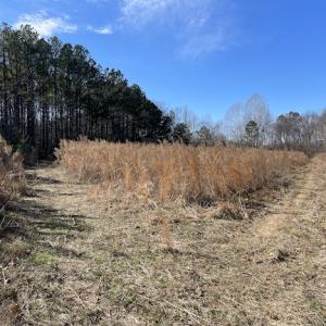 Photo #8 of SOLD property in Off Little Mill Road, Jarratt, VA 30.0 acres