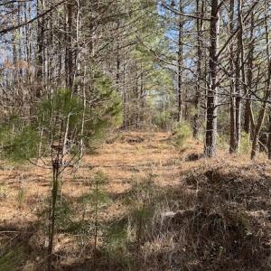 Photo #9 of SOLD property in Off Little Mill Road, Jarratt, VA 30.0 acres