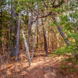 Photo #13 of SOLD property in Off Shep Royster Road, Oxford, NC 20.1 acres