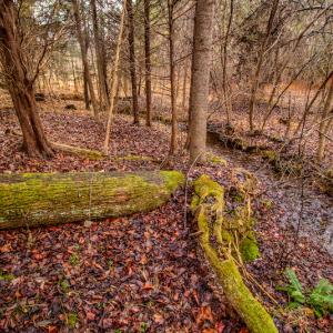 Photo #16 of SOLD property in Off Shep Royster Road, Oxford, NC 20.1 acres