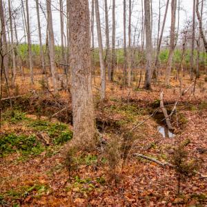 Photo #20 of SOLD property in Off Shep Royster Road, Oxford, NC 20.1 acres