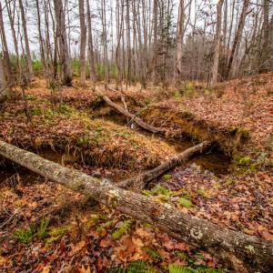 Photo #21 of SOLD property in Off Shep Royster Road, Oxford, NC 20.1 acres