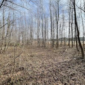 Photo #15 of SOLD property in Off Old Neck Road, Exmore, VA 3.7 acres