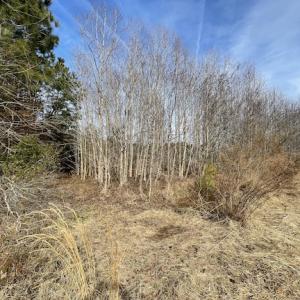 Photo #16 of SOLD property in Off Old Neck Road, Exmore, VA 3.7 acres
