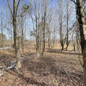 Photo #22 of SOLD property in Off Old Neck Road, Exmore, VA 3.7 acres