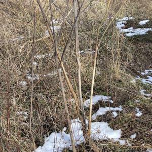 Photo #26 of SOLD property in Off Old Neck Road, Exmore, VA 3.7 acres
