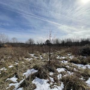 Photo #4 of SOLD property in Off Old Neck Road, Exmore, VA 3.7 acres