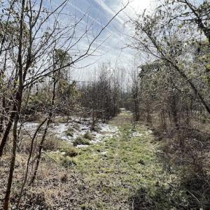 Photo #7 of SOLD property in Off Old Neck Road, Exmore, VA 3.7 acres