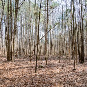 Photo #11 of SOLD property in 1147 Henderson Tanyard Road, Pittsboro, NC 5.9 acres