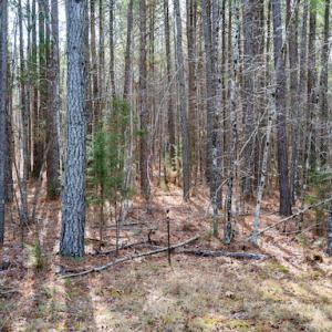 Photo #13 of SOLD property in 1147 Henderson Tanyard Road, Pittsboro, NC 5.9 acres