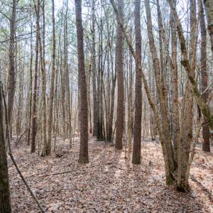Photo #15 of SOLD property in 1147 Henderson Tanyard Road, Pittsboro, NC 5.9 acres