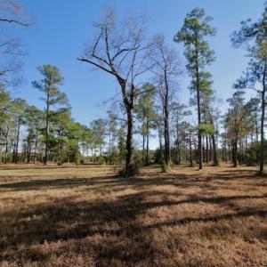 Photo #43 of SOLD property in Off Highway 304, Bayboro, NC 16.6 acres