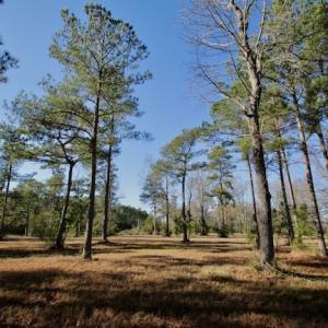 Photo #47 of SOLD property in Off Highway 304, Bayboro, NC 16.6 acres