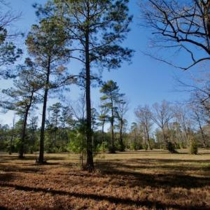 Photo #48 of SOLD property in Off Highway 304, Bayboro, NC 16.6 acres