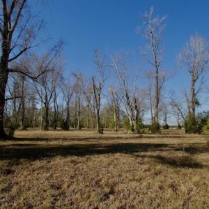 Photo #49 of SOLD property in Off Highway 304, Bayboro, NC 16.6 acres