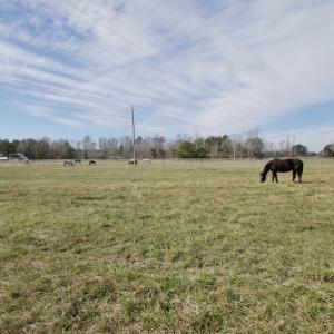 Photo #39 of 200 Lewis Farm Road, New Bern, NC 20.0 acres