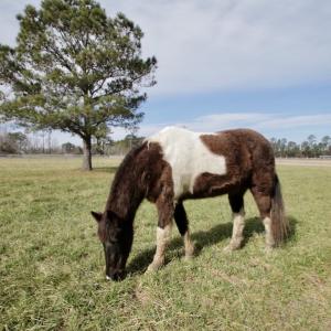 Photo #40 of 200 Lewis Farm Road, New Bern, NC 20.0 acres