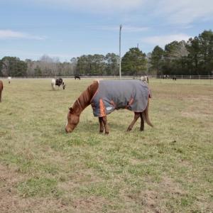 Photo #44 of 200 Lewis Farm Road, New Bern, NC 20.0 acres