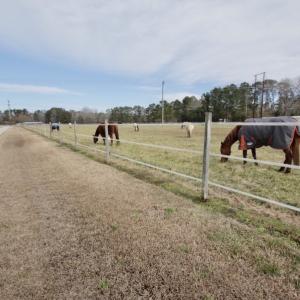 Photo #45 of 200 Lewis Farm Road, New Bern, NC 20.0 acres