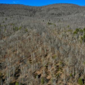 Photo #5 of SOLD property in 6903 Wolf Creek Hwy, Narrows, VA 107.2 acres