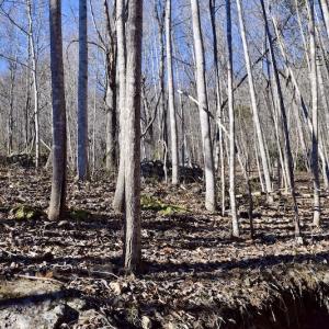 Photo #30 of SOLD property in 6903 Wolf Creek Hwy, Narrows, VA 107.2 acres