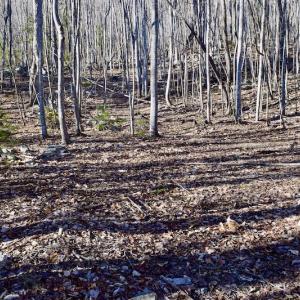 Photo #38 of SOLD property in 6903 Wolf Creek Hwy, Narrows, VA 107.2 acres