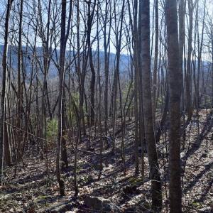 Photo #39 of SOLD property in 6903 Wolf Creek Hwy, Narrows, VA 107.2 acres