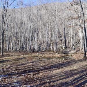 Photo #43 of SOLD property in 6903 Wolf Creek Hwy, Narrows, VA 107.2 acres