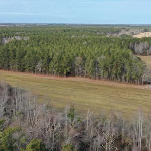 Photo #2 of SOLD property in Off Don Lee Road, Arapahoe, NC 48.9 acres