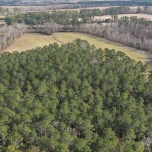 Photo #13 of SOLD property in Off Don Lee Road, Arapahoe, NC 48.9 acres