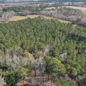 Photo #14 of SOLD property in Off Don Lee Road, Arapahoe, NC 48.9 acres
