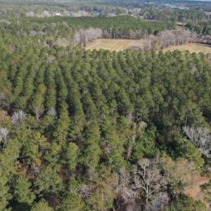 Photo #15 of SOLD property in Off Don Lee Road, Arapahoe, NC 48.9 acres