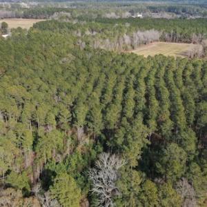 Photo #16 of SOLD property in Off Don Lee Road, Arapahoe, NC 48.9 acres