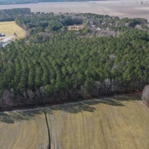 Photo #29 of SOLD property in Off Don Lee Road, Arapahoe, NC 48.9 acres
