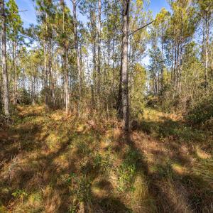 Photo #13 of SOLD property in Off Highway 211, Ash, NC 5.5 acres
