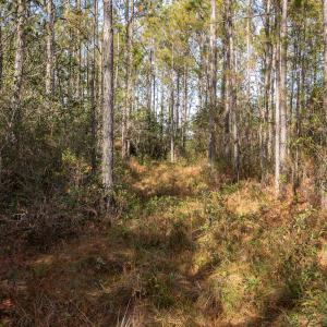 Photo #17 of SOLD property in Off Highway 211, Ash, NC 5.5 acres